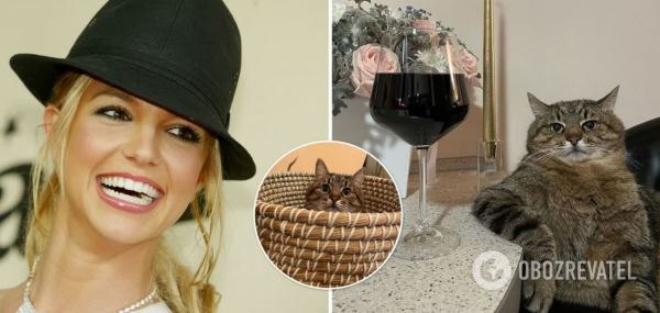 Бритни Спирс разместила в своем Instagram украинского кота Степана. Чем он так популярен