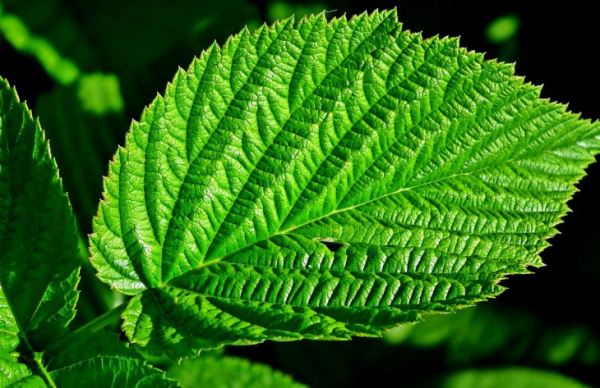 Как улучшить внешний вид и здоровье с помощью листьев малины: эксперты раскрыли секреты