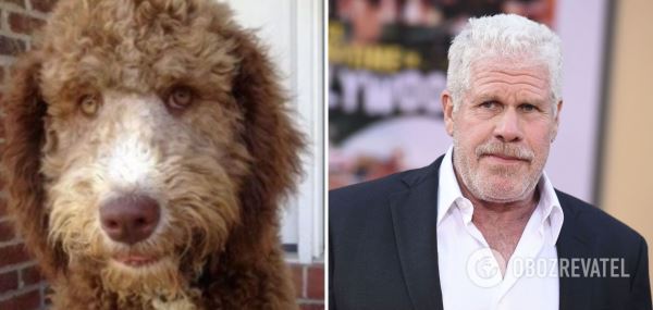 В сети показали собак, поразительно похожих на звезд. Забавные фото